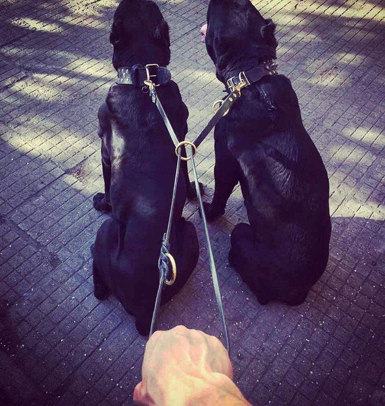 The Bestia multi purpose dog leash